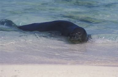 Hawaiian monk seal