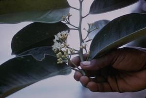 [Urandra umbellata close-up at Malahang Beach, Papua New Guinea]