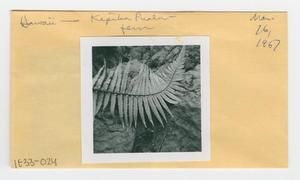 [Fern in Hawaii, envelope IE33-024]