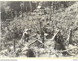 DOYABIE AREA, BOUGAINVILLE ISLAND. 1944-11-25. TROOPS OF B COMPANY, 9TH INFANTRY BATTALION CLEARING A CAMP AREA ON A PIMPLE AFTER THEY HAD TAKEN OVER THE FRONT LINE POSITIONS OCCUPIED BY THE 2ND ..