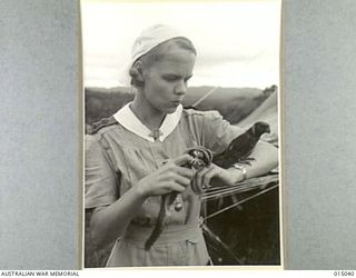 1943-06-21. NEW GUINEA. AT AN AUSTRALIAN CASUALTY CLEARING STATION. SISTER M.F. THORPE, OF BRISBANE, WITH TWO OF THE NURSES: PETS - JIMINY CRICKET (A PHALANGER) AND JOE (A MOUNTAIN PARROT). JOE AND ..