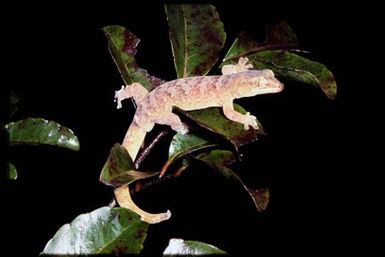 Gecko sp.