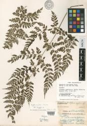 Dryopteris aneitensis