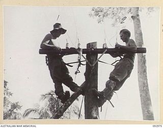 BOUGAINVILLE. 1945-05-31. SIGNALMAN C. LAHAFF (1) AND SIGNALMAN R.M. O'CALLIGAN OF 2 CORPS SIGNALLERS, BRIDGING JOINTS FOR THE AERIAL PHONE LINES FROM CORPS HEADQUARTERS TO 3 DIVISIONAL ..