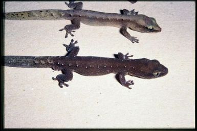 2 specimens (dorsal)