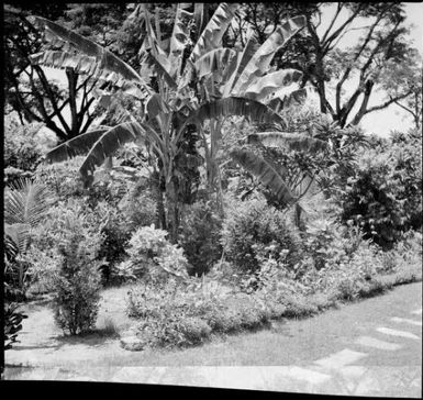 Garden bed with a banana plant in the Chinnery's garden, Malaguna Road, Rabaul, New Guinea, ca. 1936 / Sarah Chinnery