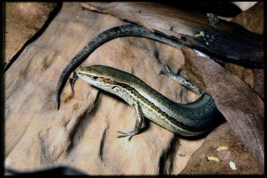 Caledoniscincus haplorhinus
