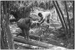 Pig festival, pig sacrifice, Tsembaga: in ancestral shrine, men prepare fire, sacrificial pig and above ground oven in background