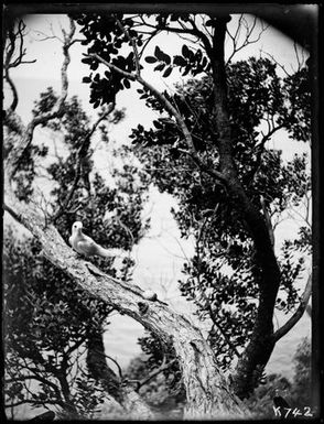 White Tern : adult (Tern) and egg on branch, Metrosideros tree