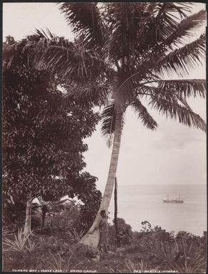 A young man at Vureas Bay, Southern Cross in background, Vanua Lava, Banks Islands, 1906 / J.W. Beattie