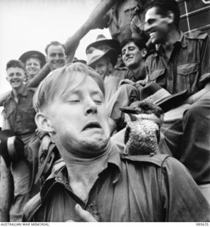HERBERTON RACECOURSE, WONDECLA, ATHERTON TABLELAND, QLD. 1945-01-19. SERGEANT J HAWKINS, 2/2 MACHINE GUN BATTALION WITH A YOUNG KOOKABURRA ON HIS SHOULDER. THE BIRD HAD PECKED HIM JUST BEFORE THE ..