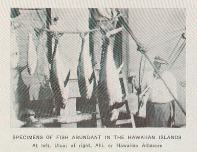Specimens of Fish Abundant in the Hawaiian Islands : At left, Ulua