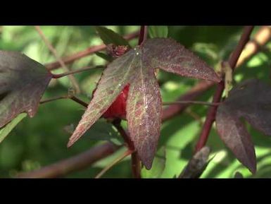 Les feuilles d'oseille de Guinée - Les feuilles comestibles du Pacifique