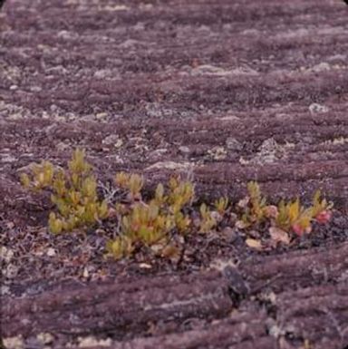 [Dodonaea at Hawaii Volcanoes National Park, United States]
