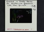 Orchid in shade house at Botanical gardens, Lae, New Guinea, 1962