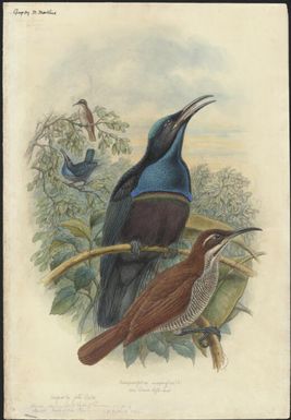 Craspedophora magnifica V., New Guinea rifle-bird, original by John Gould but unpublished [William Matthew Hart]