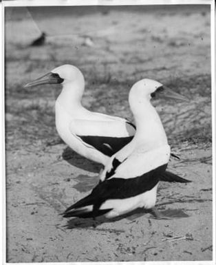 Blue-faced boobies