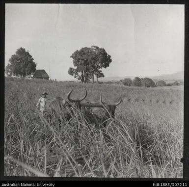 Using bullocks to plough field