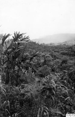 ["skog, landskap, berg, fotografi, photograph"]