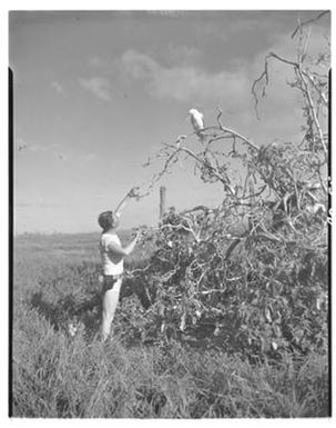 [Negative of a Man Reaching Up to a Bird]