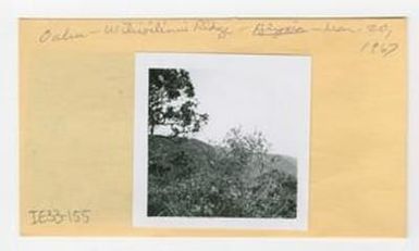 [Alyosia in Hawaii, envelope IE33-155]