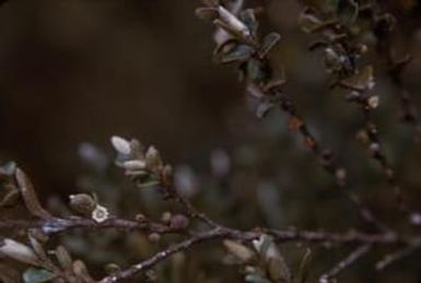 [Unidentified plant close-up from Sarawaket Range, Papua New Guinea]