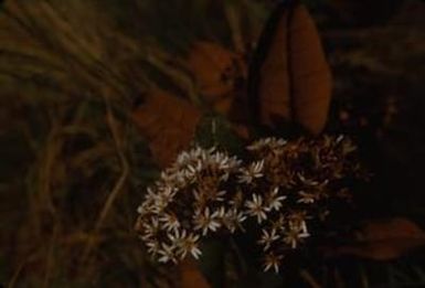 [Olearia floccosa close-up in Sarawaket Range, Papua New Guinea] BRIT-A-AR003-003-04-181