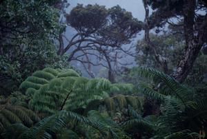 [Sadleria, Metrosideros, and Cheirodendron in Ko'olau Gap, United States]