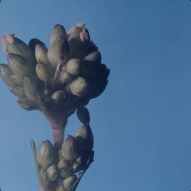 [Schiedea globosa close-up from Makapu'u, United States] BRIT-A-AR003-012-02-126