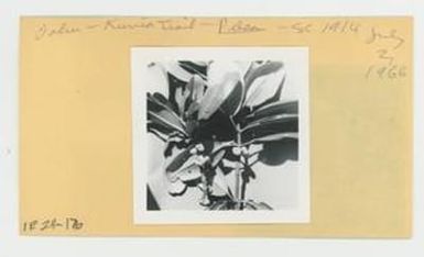 [Pelea in Hawaii, envelope IE24-176]