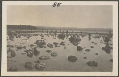 Islanders hunting for shelfish on a coral reef, New Britain Island, Papua New Guinea, approximately 1916