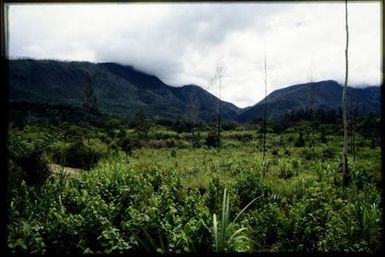 Forest & mountains