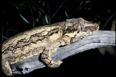 Rhacodactylus auriculatus
