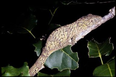 Eurydactylodes vieillardi