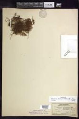 Adenophorus abietinus