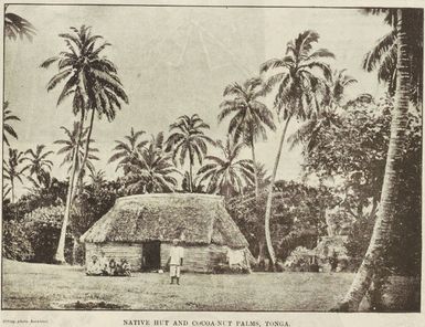 Native hut and cocoanut palms, Tonga