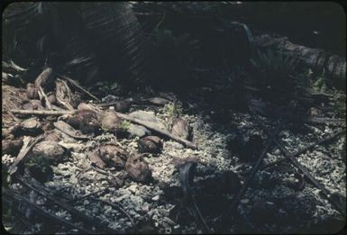 Coral gravel : Tasman Islands, Papua New Guinea, 1960 / Terence and Margaret Spencer