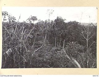 COCONUT KNOLL, KIARIVU, NEW GUINEA, 1945-08-11. THE NORTHERN END OF KIARIVU VILLAGE STILL BEING HELD BY THE ENEMY. THE JAPANESE NATIVE HUTS CAN BE SEEN THROUGH THE COCONUT TREES. 2/7 INFANTRY ..