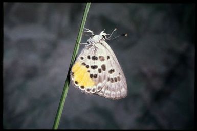 Butterfly, 600 m