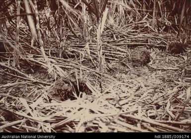 Uprooted cane stools, Labasa