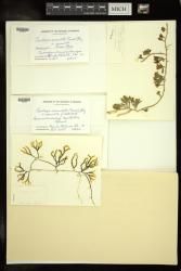 Caulerpa serrulata f. lata