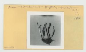[Polypodium in Hawaii, envelope IE32-099]