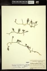 Caulerpa urvilliana