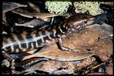 Skink sp.