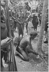 Pig festival, uprooting cordyline ritual: war ally re-enacts killing an enemy by cutting down casuarina tree