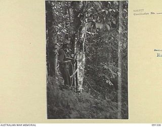 KARAWOP, AITAPE-WEWAK SECTOR, NEW GUINEA. 1945-04-29. AN UNEXPLODED SMOKE SHELL FROM A 75MM PACK HOWITZER EMBEDDED IN A TREE. PRIVATE K. M. REID, A COMPANY 2/1 INFANTRY BATTALION IS STANDING BESIDE ..