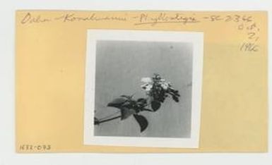 [Phyllostegia in Hawaii, envelope IE32-073]
