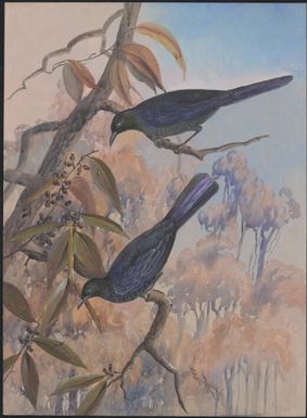 Manucodia chalybea, family Corvidae, Papua New Guinea, 1917 / Ellis Rowan