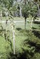 French Polynesia, vanilla bean vines growing on Moorea Island