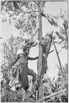 Pig festival, uprooting cordyline ritual: decorated men stand on framework in a casuarina tree